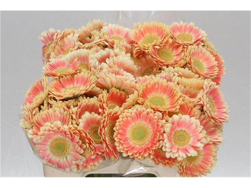 Mini Gerbera Tiptop x20 c1990