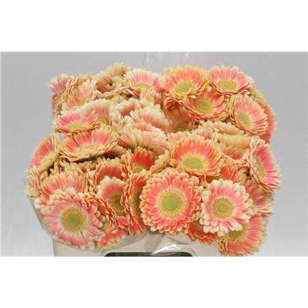 Mini Gerbera Tompouce x20 c1991