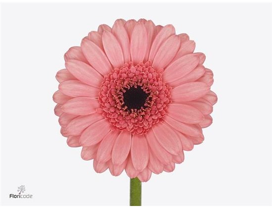 Mini Gerbera Vidal x20 c1992
