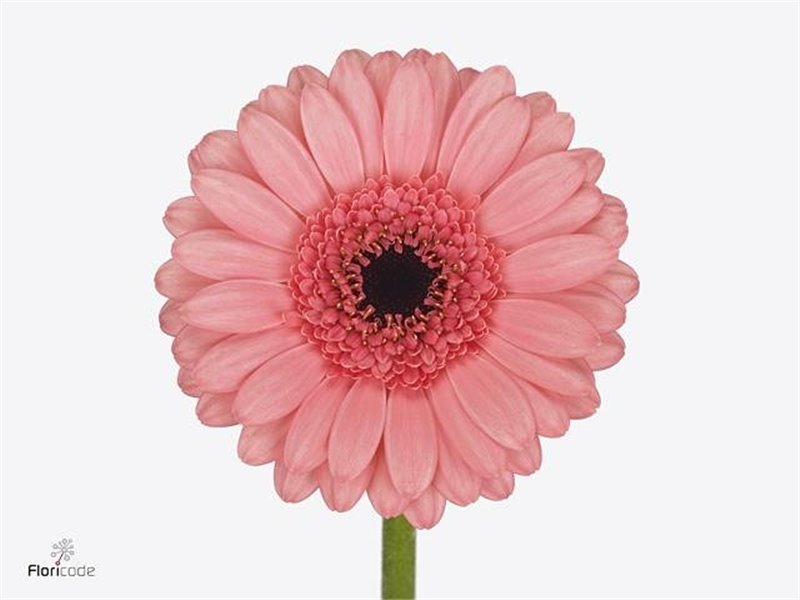 Mini Gerbera Vidal x20 c1992