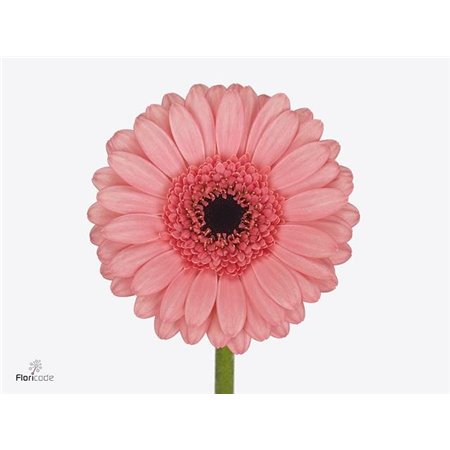 Mini Gerbera Vidal x20 c1992
