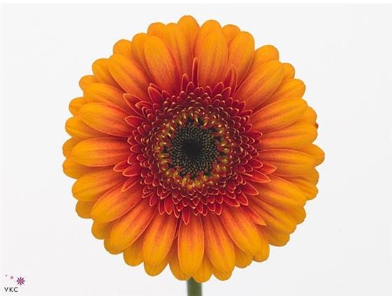 Mini Gerbera Wakita x20 c1994
