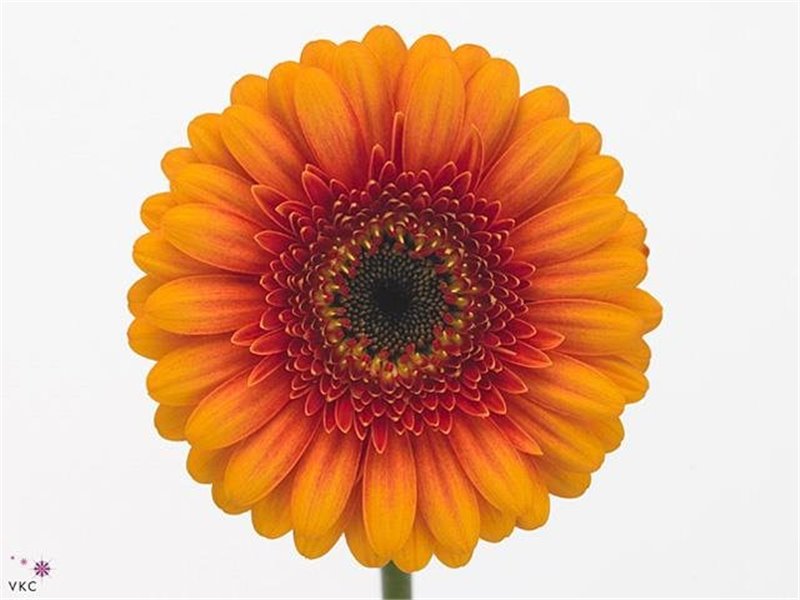 Mini Gerbera Wakita x20 c1994