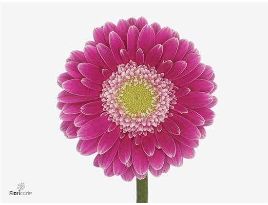 Mini Gerbera Wonderwall x20 c1995