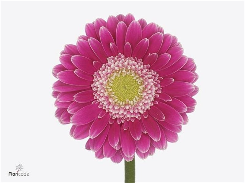 Mini Gerbera Wonderwall x20 c1995