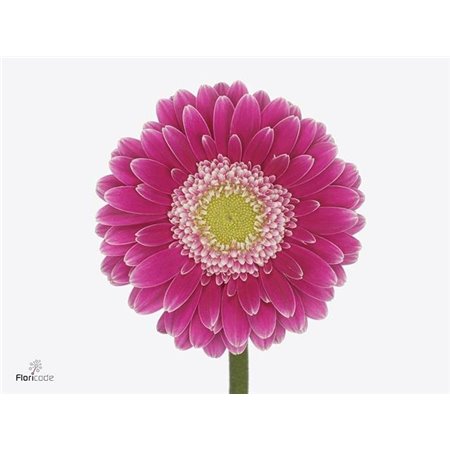 Mini Gerbera Wonderwall x20 c1995