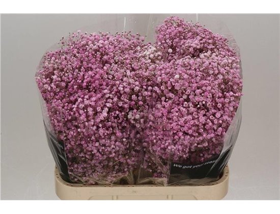 Gipsofila Dyed Antique Pink c2019