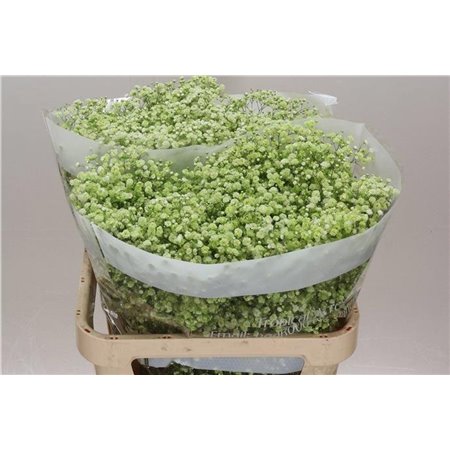 Gipsofila Dyed Apple Green c2020
