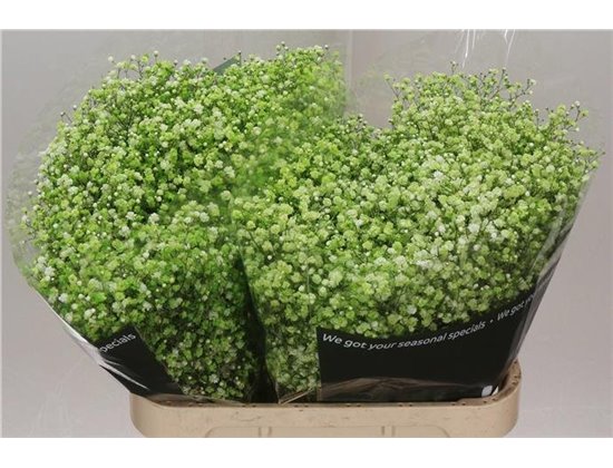 Gipsofila Dyed Apple Green c2021
