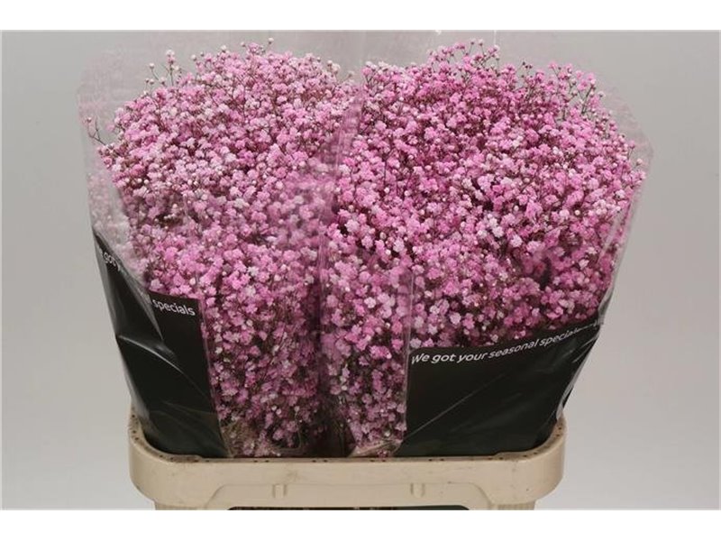 Gipsofila Dyed Baby Light Pnk c2023
