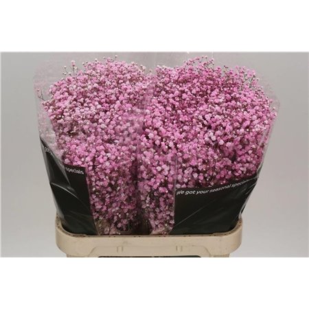 Gipsofila Dyed Baby Light Pnk c2023