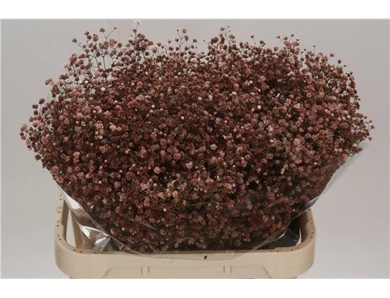 Gipsofila Dyed Cappucinno c2027