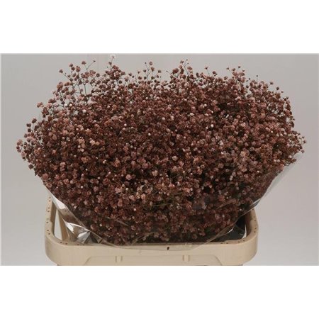 Gipsofila Dyed Cappucinno c2027