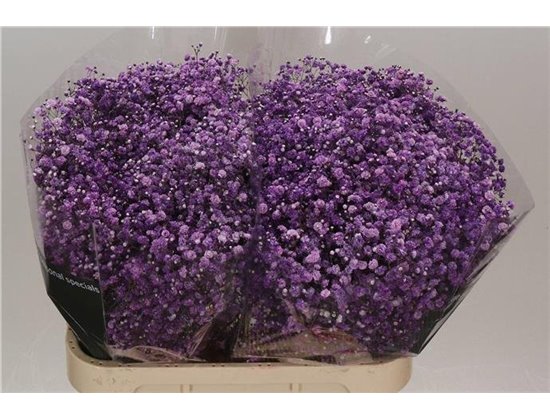 Gipsofila Dyed Cassis c2028