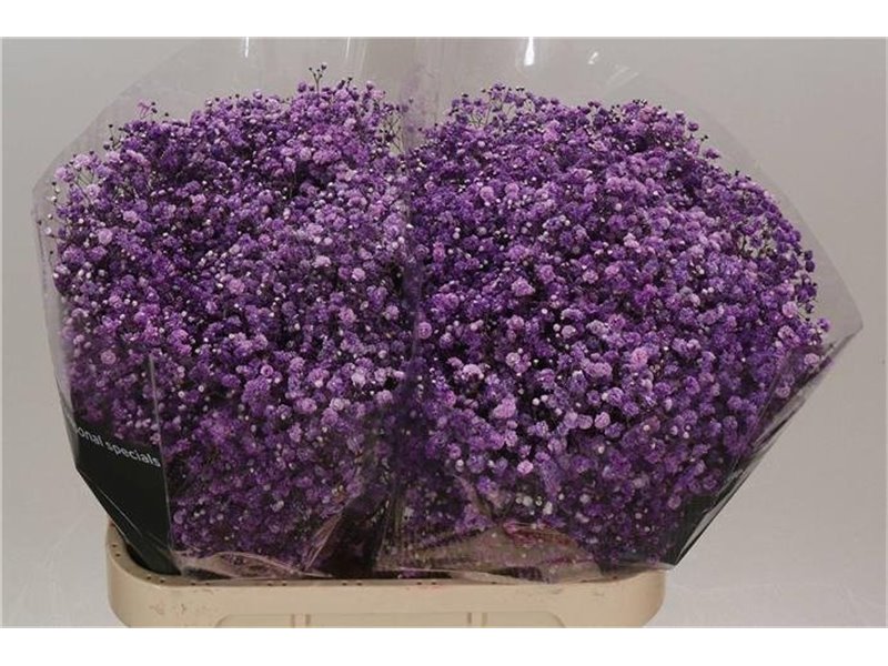 Gipsofila Dyed Cassis c2028