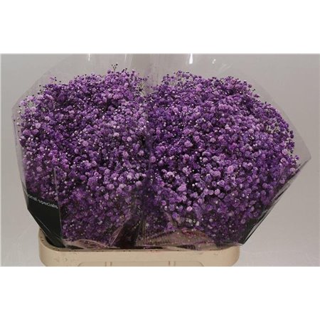 Gipsofila Dyed Cassis c2028