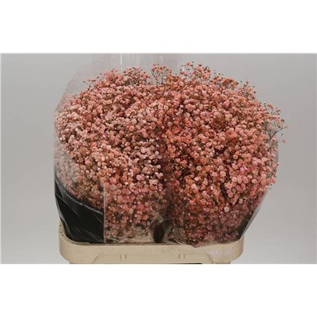 Gipsofila Dyed Coral c2029