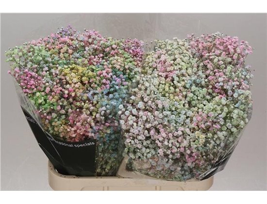 Gipsofila Dyed Coral c2030
