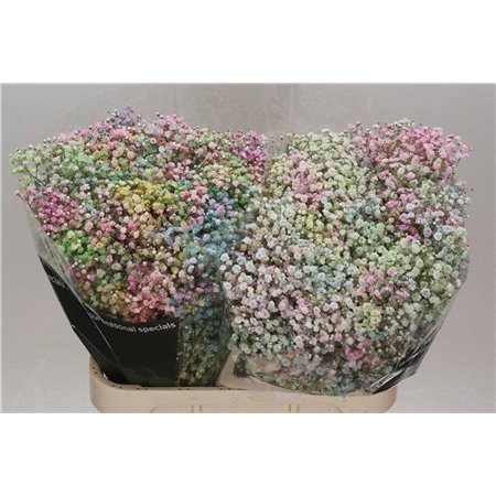 Gipsofila Dyed Coral c2030