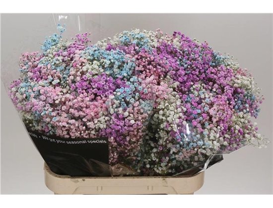 Gipsofila Dyed Disco c2031