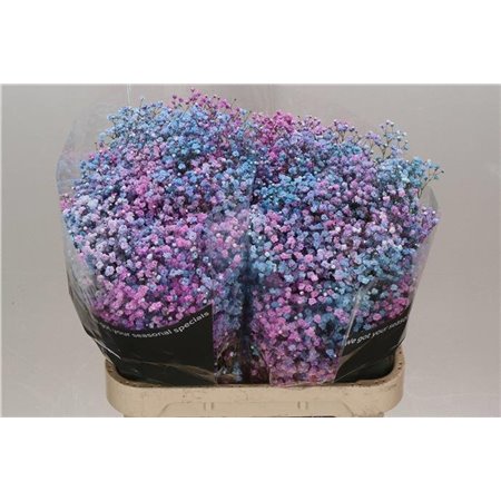 Gipsofila Dyed Disco Detroit c2033