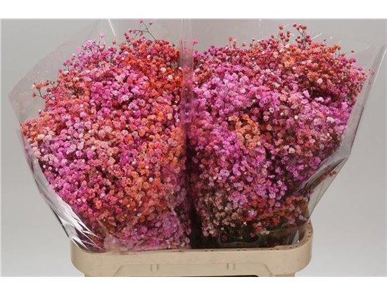 Gipsofila Dyed Disco Malibu c2036