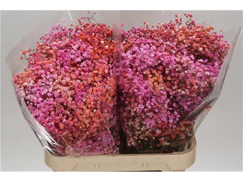Gipsofila Dyed Disco Malibu c2036