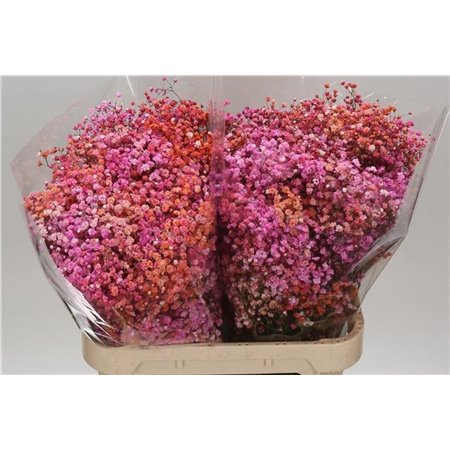Gipsofila Dyed Disco Malibu c2036