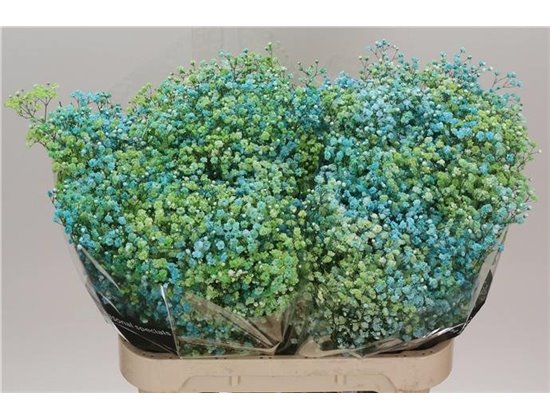 Gipsofila Dyed Disco Miami c2038