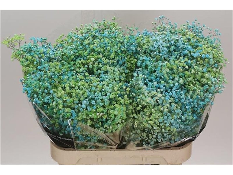 Gipsofila Dyed Disco Miami c2038