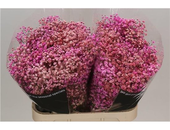 Gipsofila Dyed Disco Parijs c2039