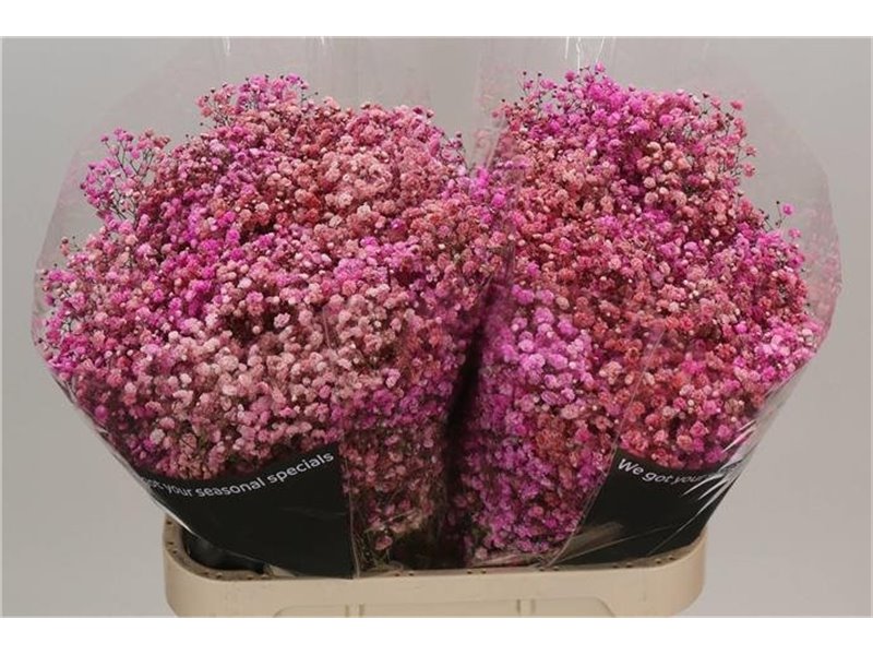 Gipsofila Dyed Disco Parijs c2039
