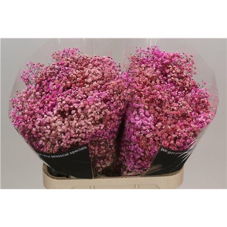 Gipsofila Dyed Disco Parijs c2039