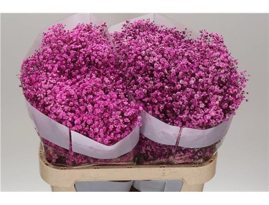Gipsofila Dyed Hot Pink c2040