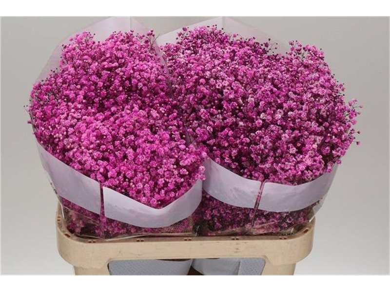 Gipsofila Dyed Hot Pink c2040