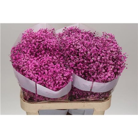 Gipsofila Dyed Hot Pink c2040