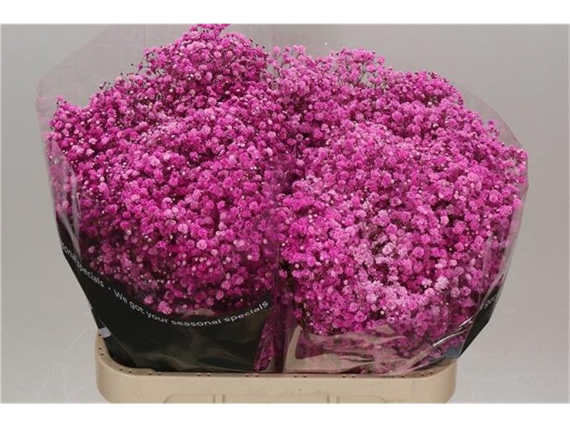Gipsofila Dyed Hot Pink c2041