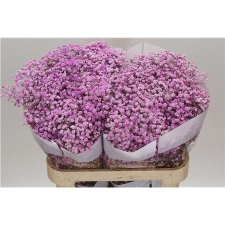 Gipsofila Dyed Lilac c2043