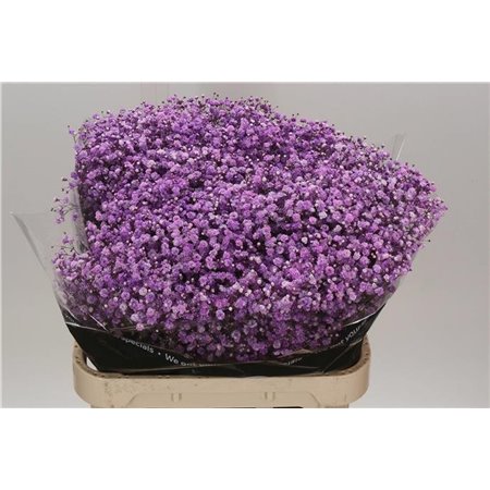 Gipsofila Dyed Lilac c2044