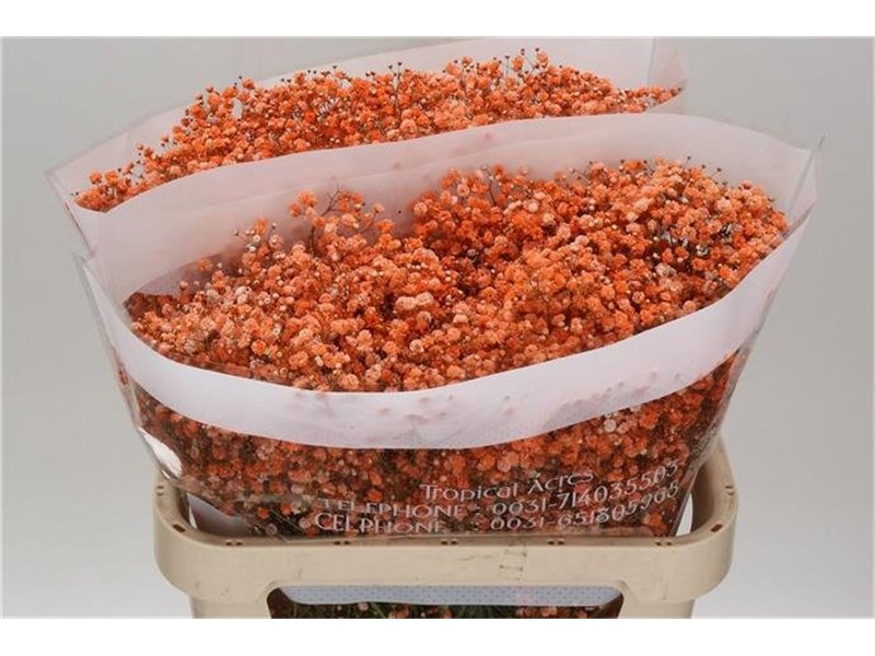 Gipsofila Dyed Orange c2047