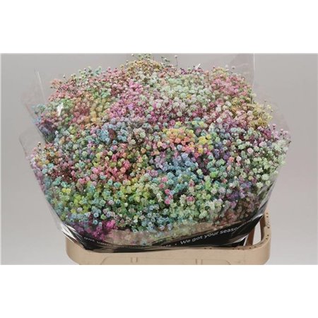 Gipsofila Dyed Rainbow Pastel c2052