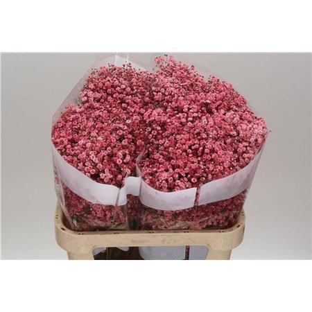 Gipsofila Dyed Red c2053