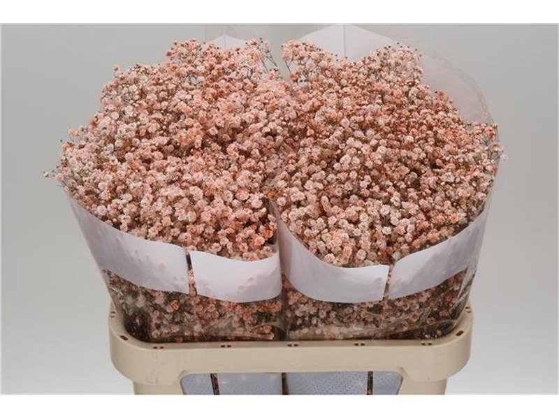 Gipsofila Dyed Rose c2054