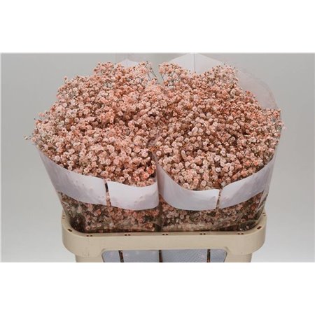 Gipsofila Dyed Rose c2054