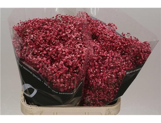Gipsofila Dyed Wine Red c2058