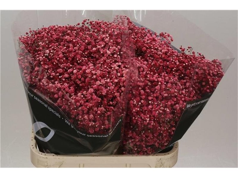 Gipsofila Dyed Wine Red c2058
