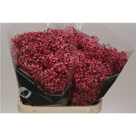 Gipsofila Dyed Wine Red c2058