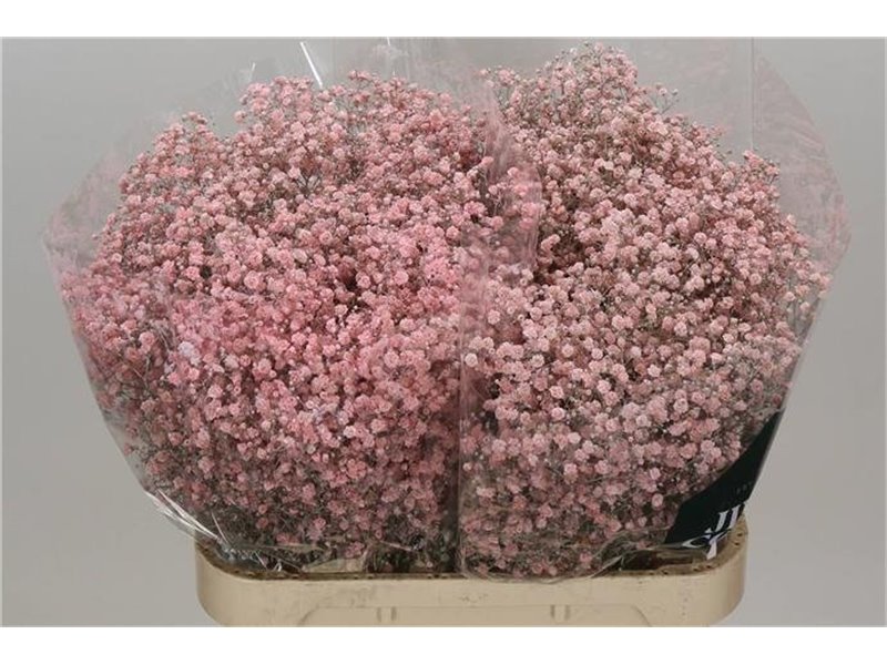 Gipsofila Dyed Xlence Pale Pink c2059