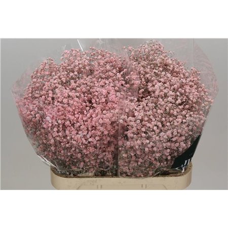 Gipsofila Dyed Xlence Pale Pink c2059
