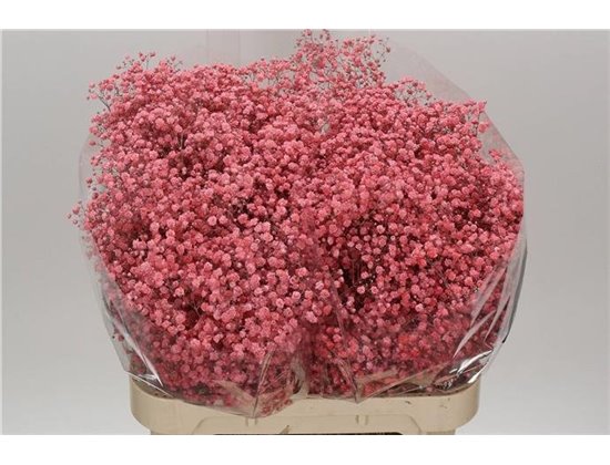 Gipsofila Dyed Xlence Pink c2060